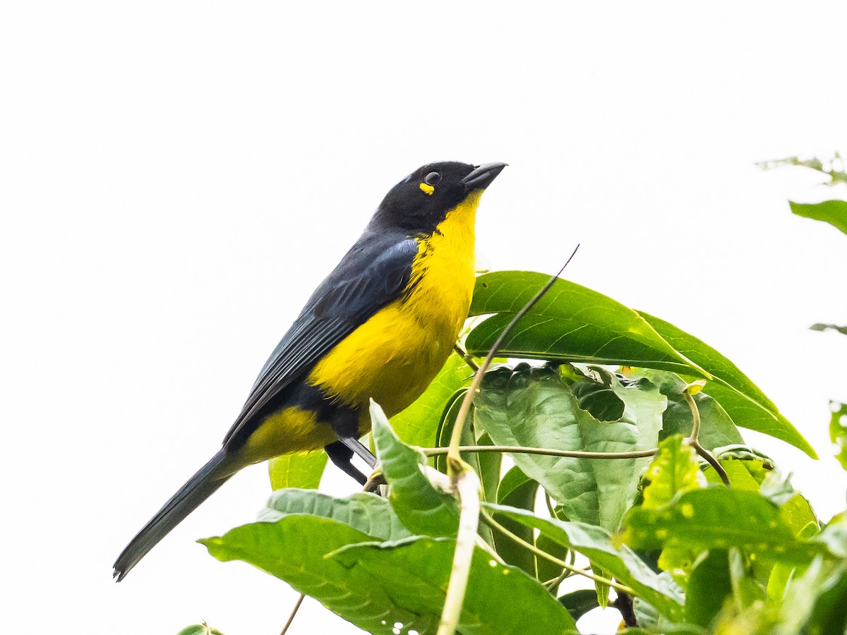 Black-cheeked Mountain Tanager - ML620645864