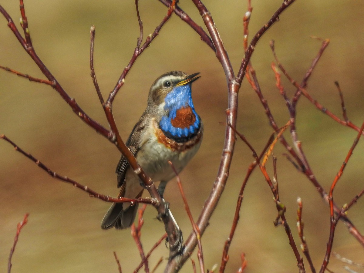 Bluethroat - Ivan Raykov