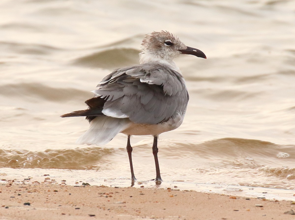 Laughing Gull - ML620645873