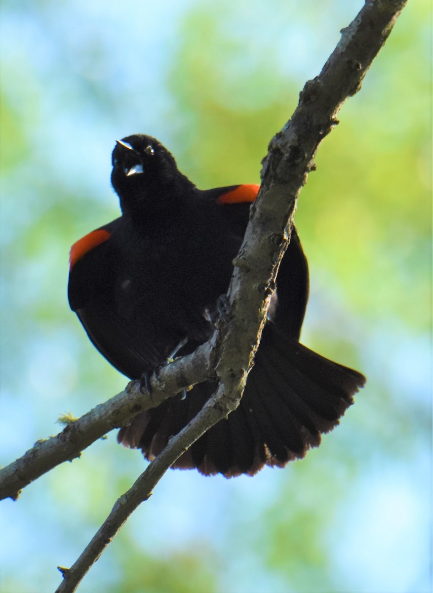 Red-winged Blackbird - ML620645874