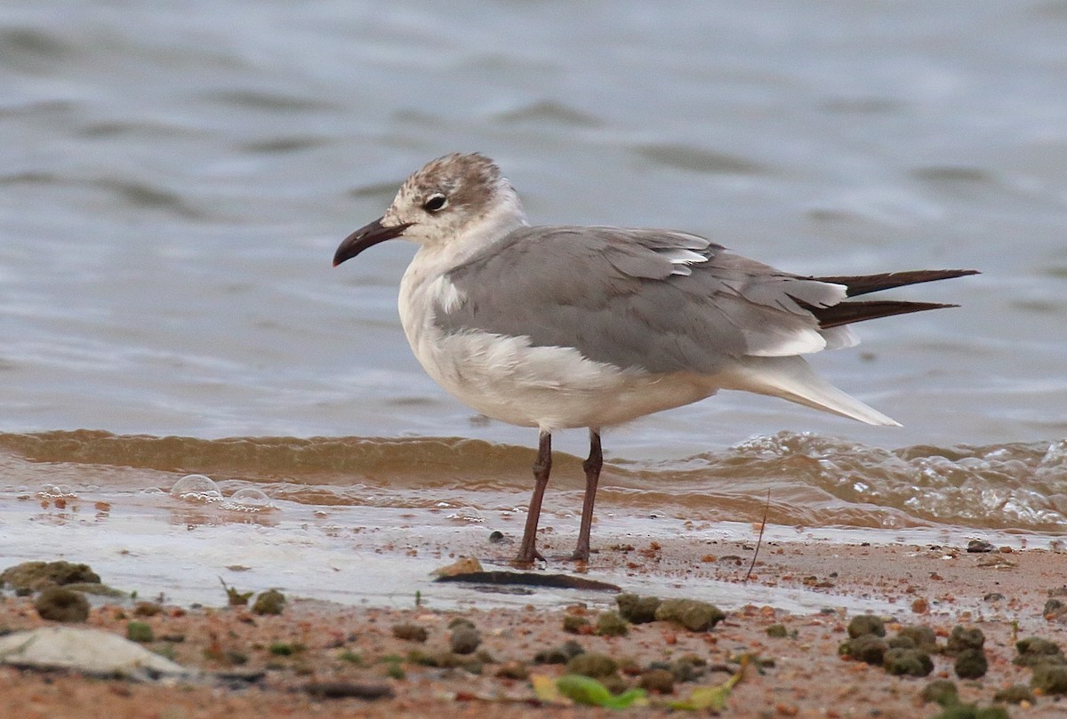 Laughing Gull - ML620645875