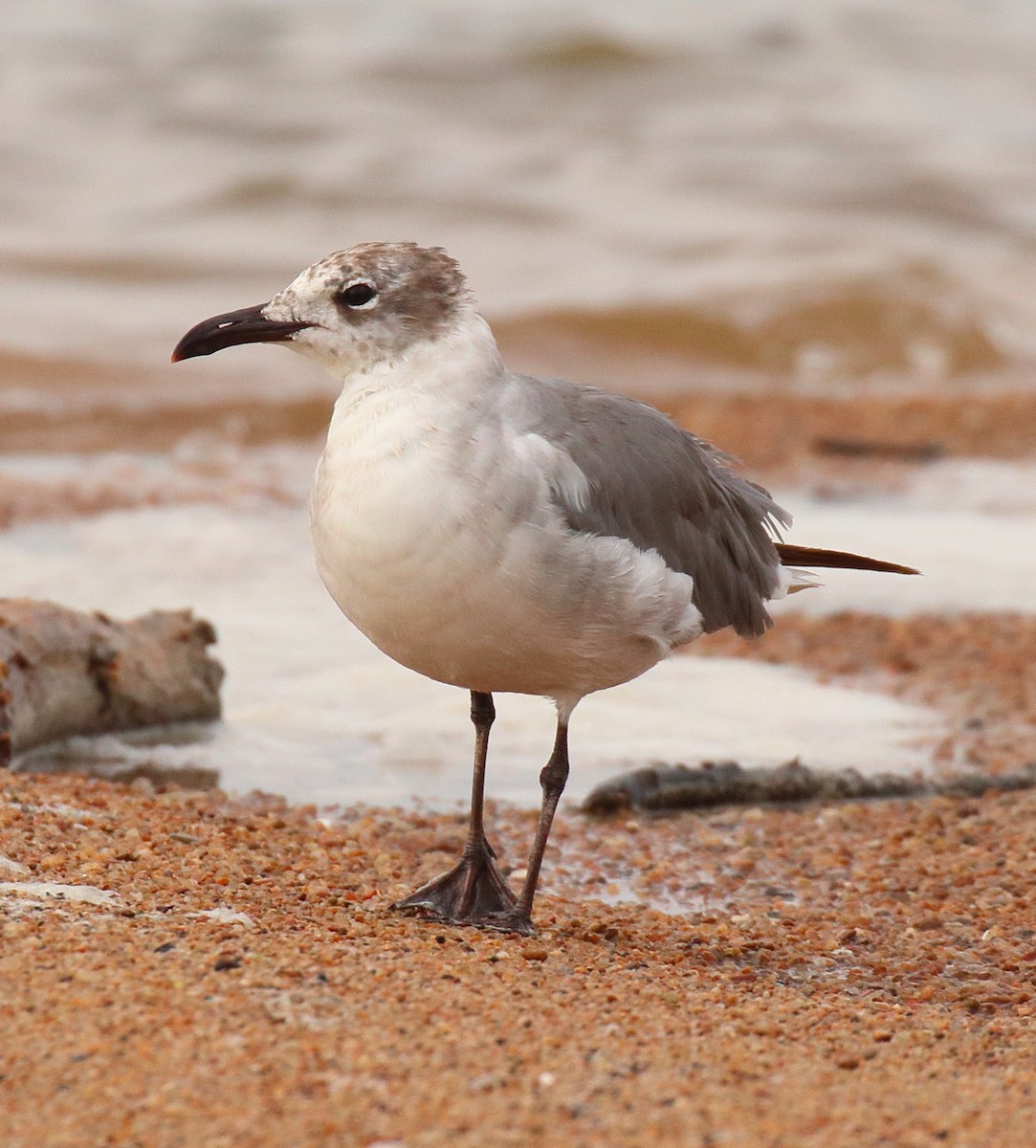 Laughing Gull - ML620645879