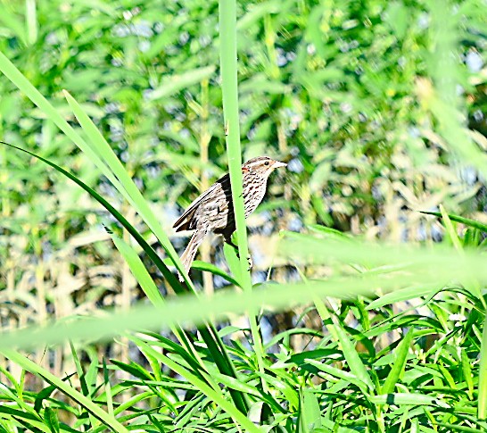 Red-winged Blackbird - ML620645880