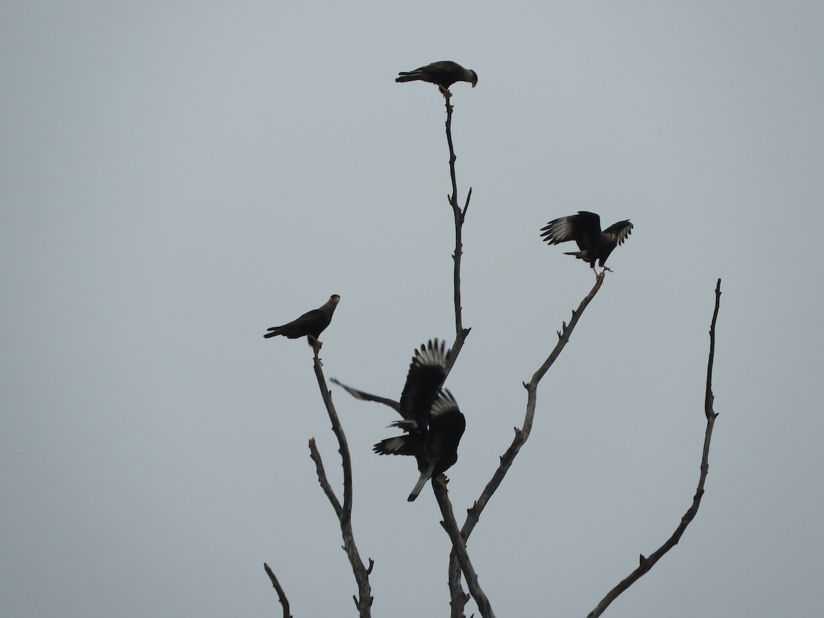 Caracara huppé - ML620645881