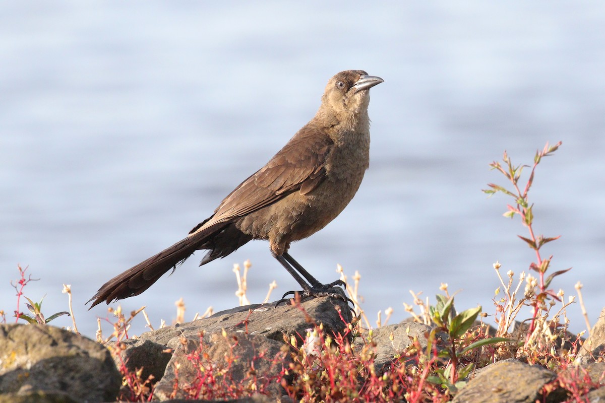 Great-tailed Grackle - ML620645883