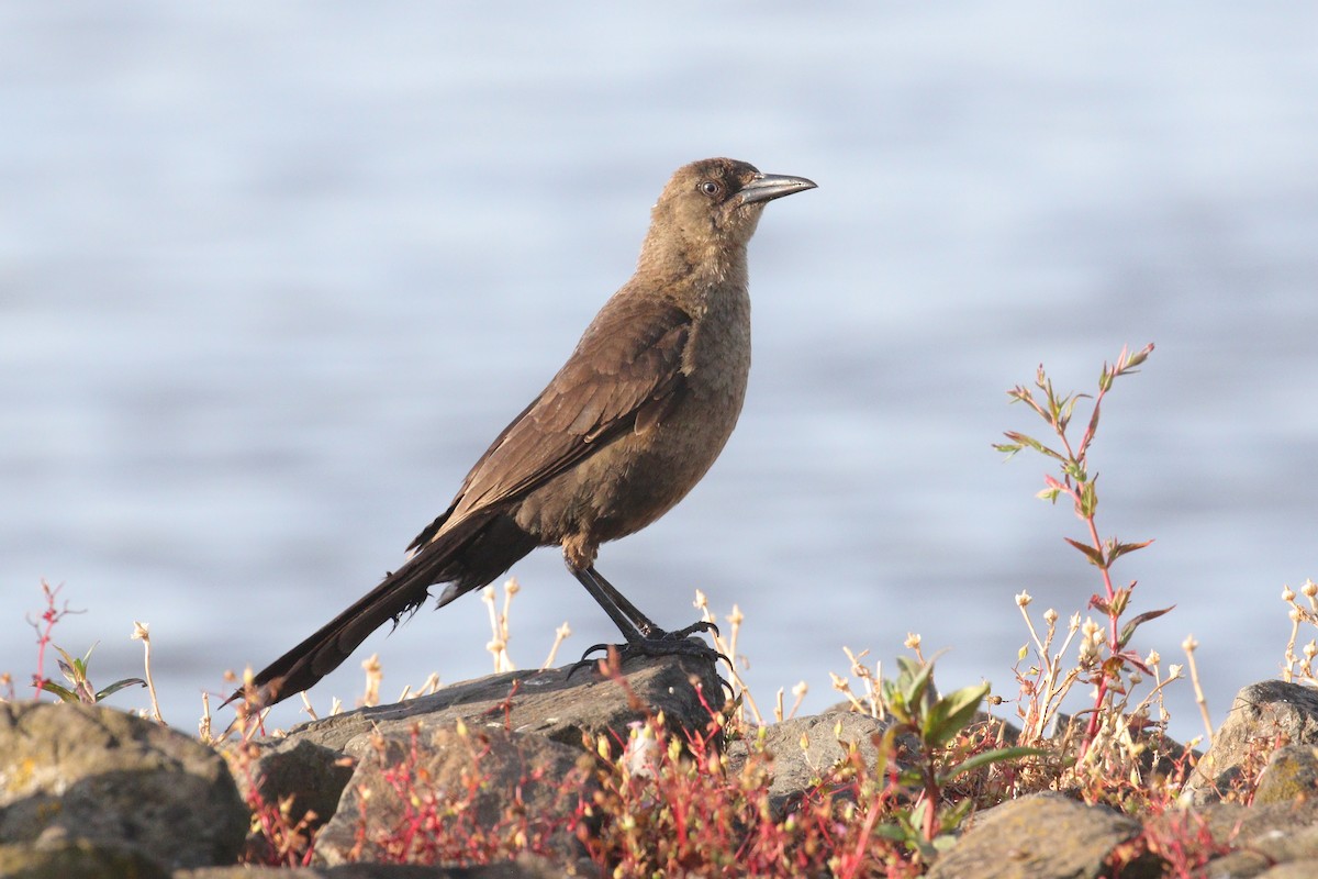 Great-tailed Grackle - ML620645884