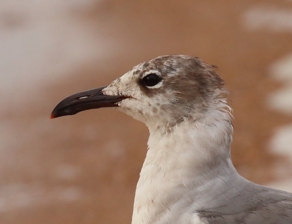 Laughing Gull - ML620645885