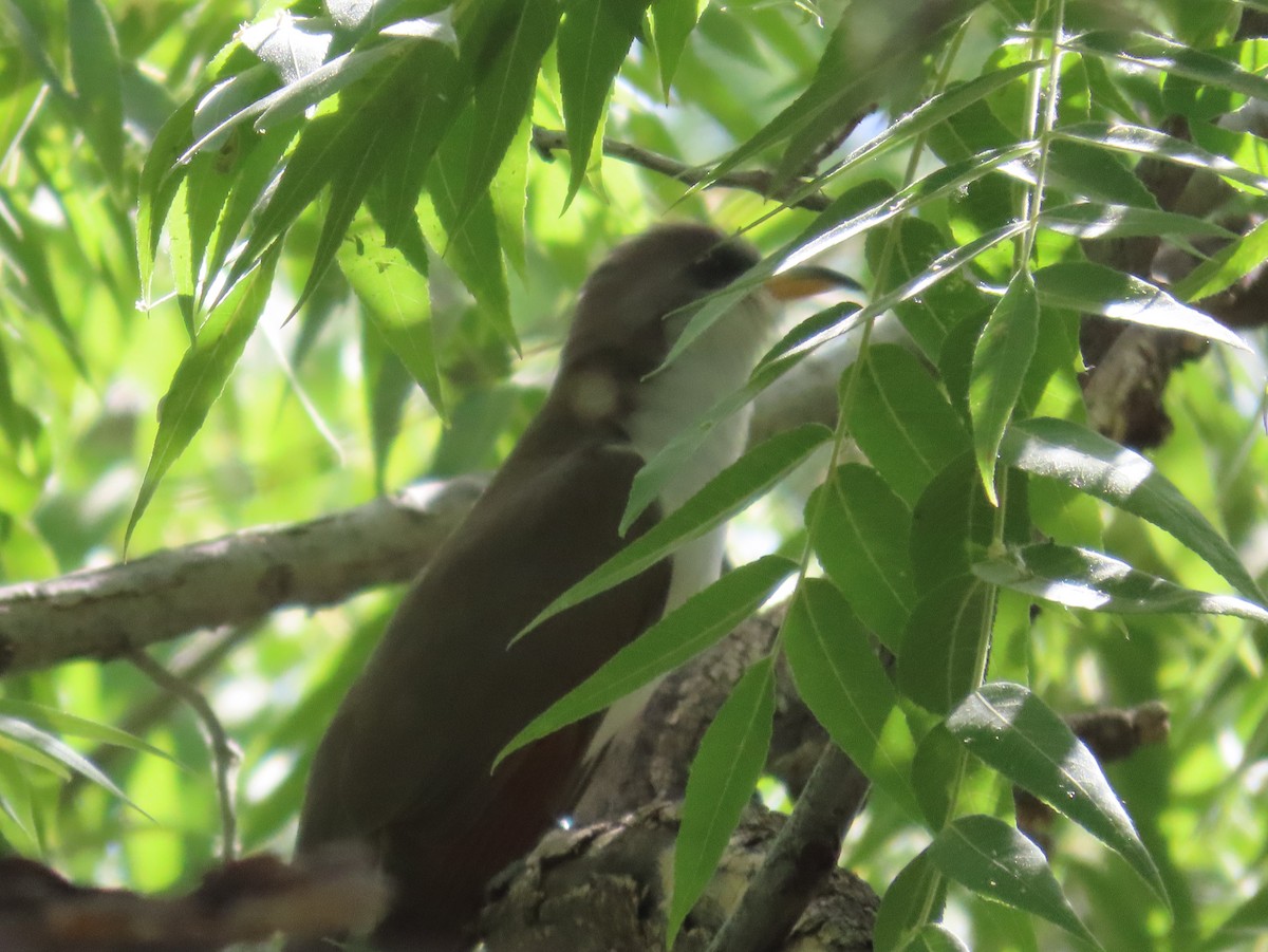 Yellow-billed Cuckoo - ML620645886