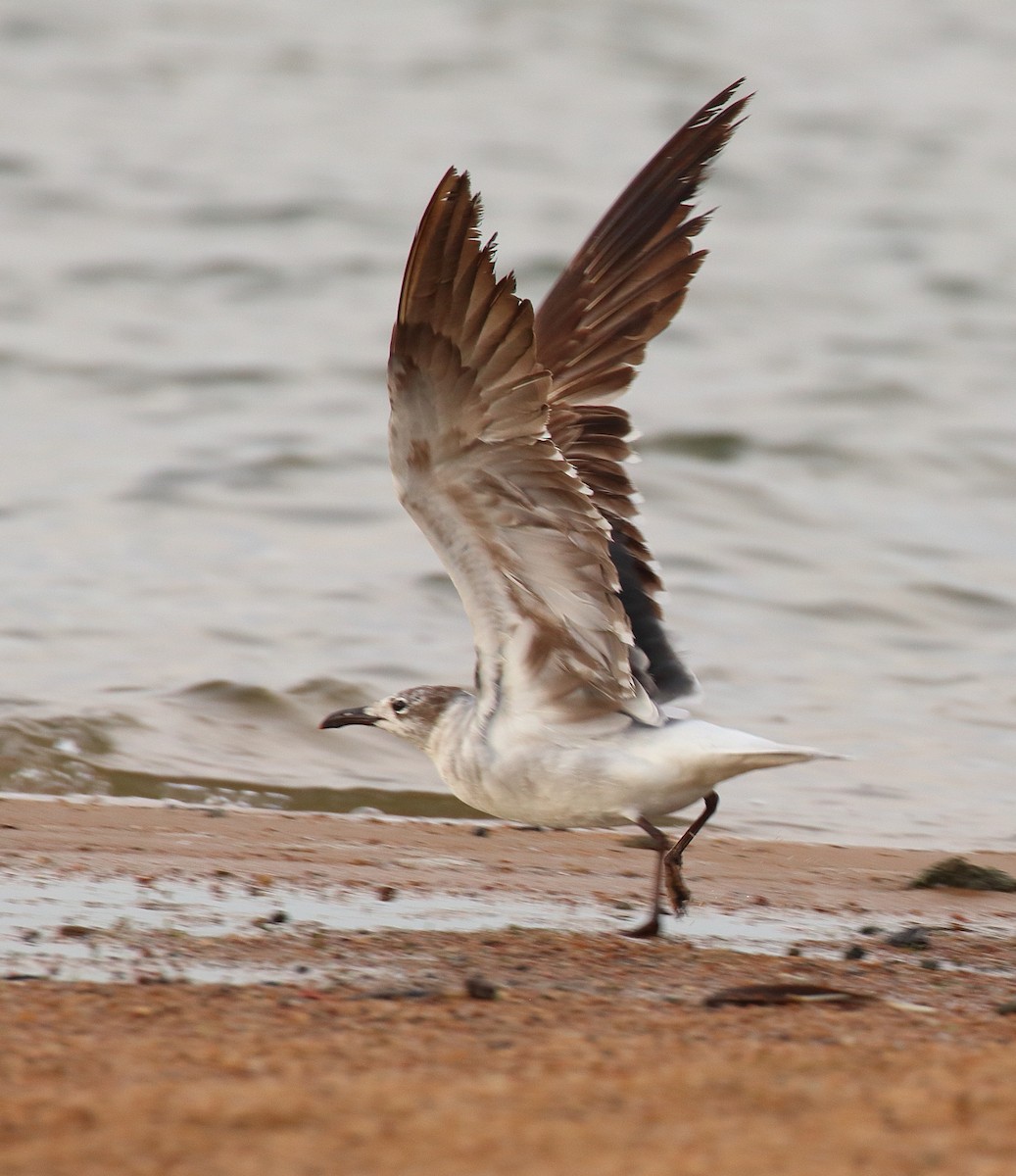 Gaviota Guanaguanare - ML620645887