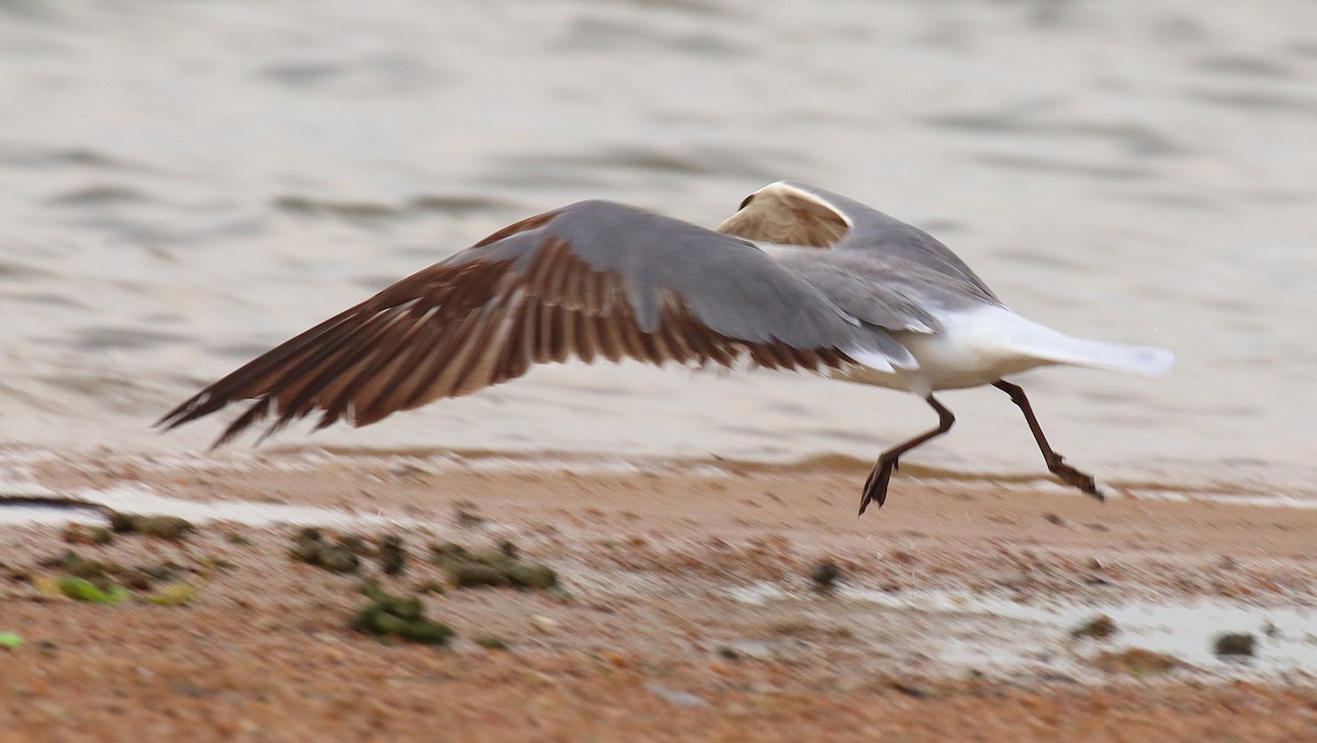 Gaviota Guanaguanare - ML620645899