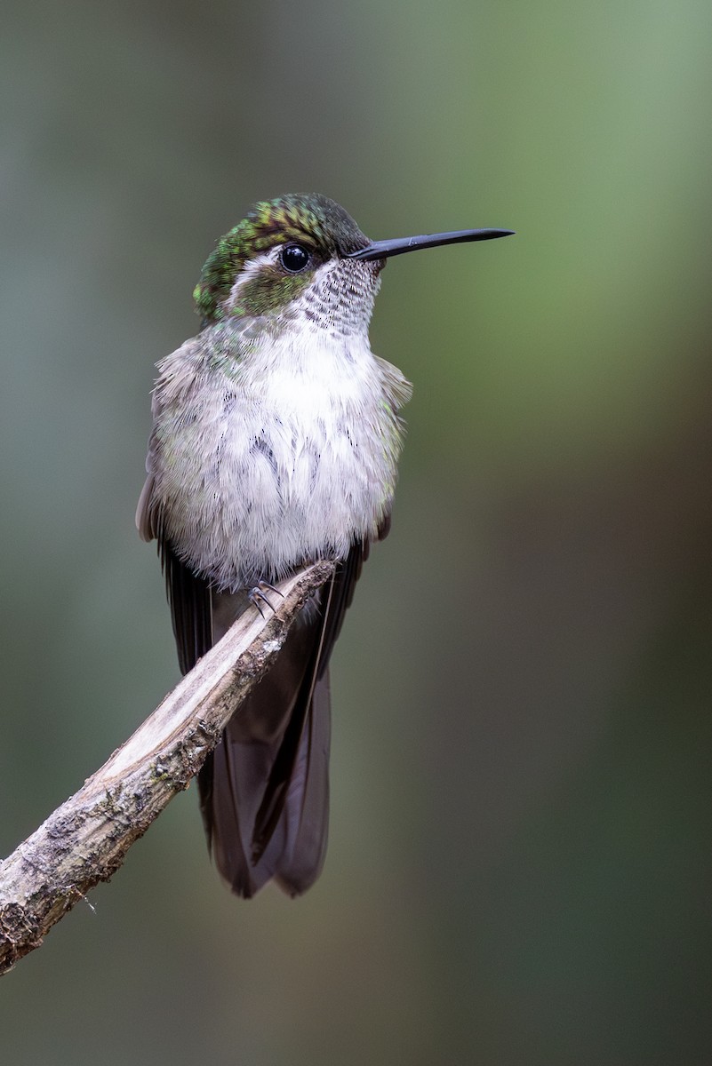 kolibřík salvadorský - ML620645900