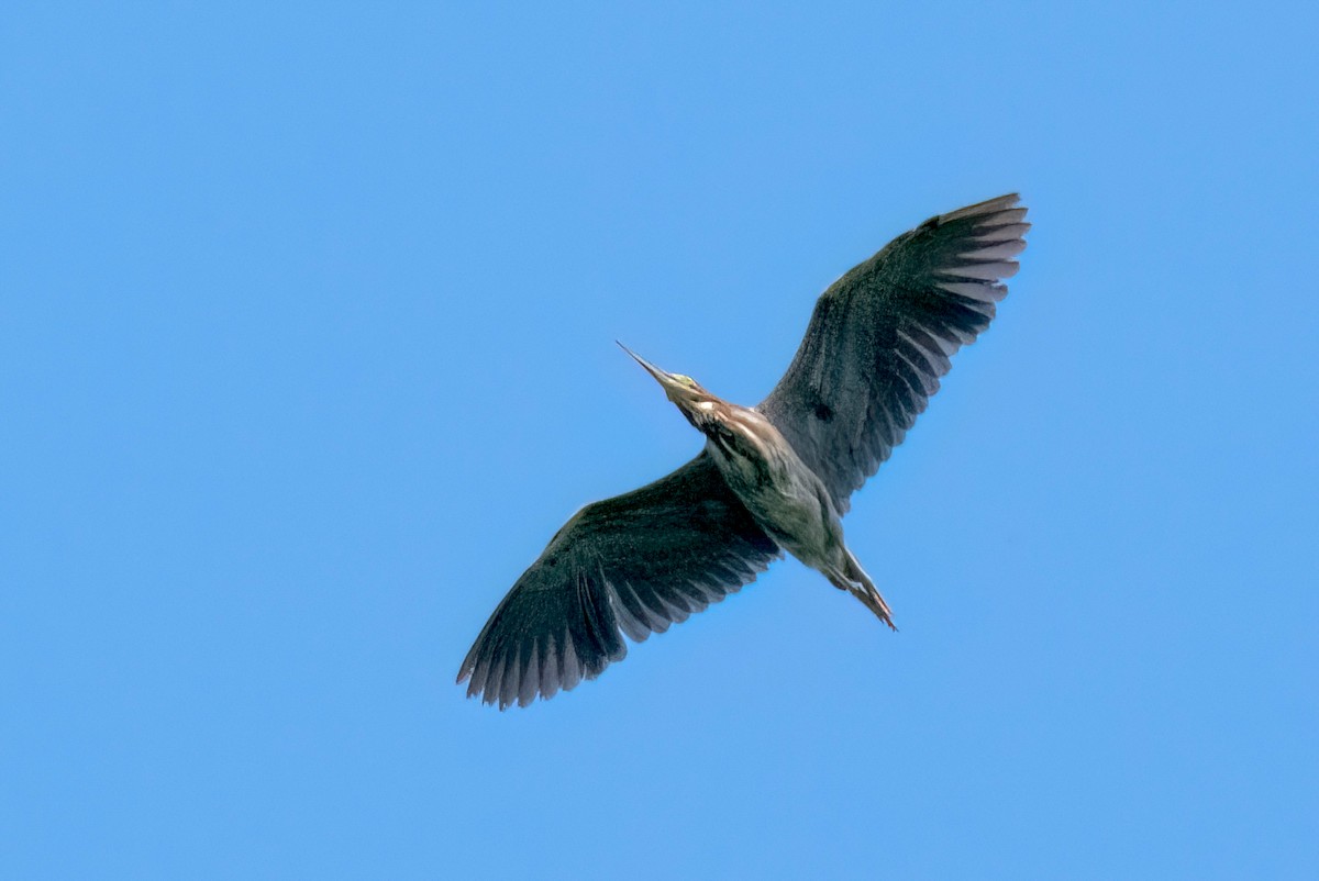 Green Heron - ML620645901