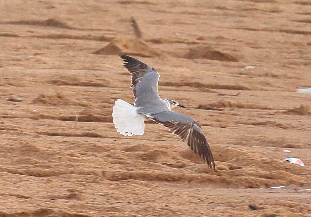 Laughing Gull - ML620645904