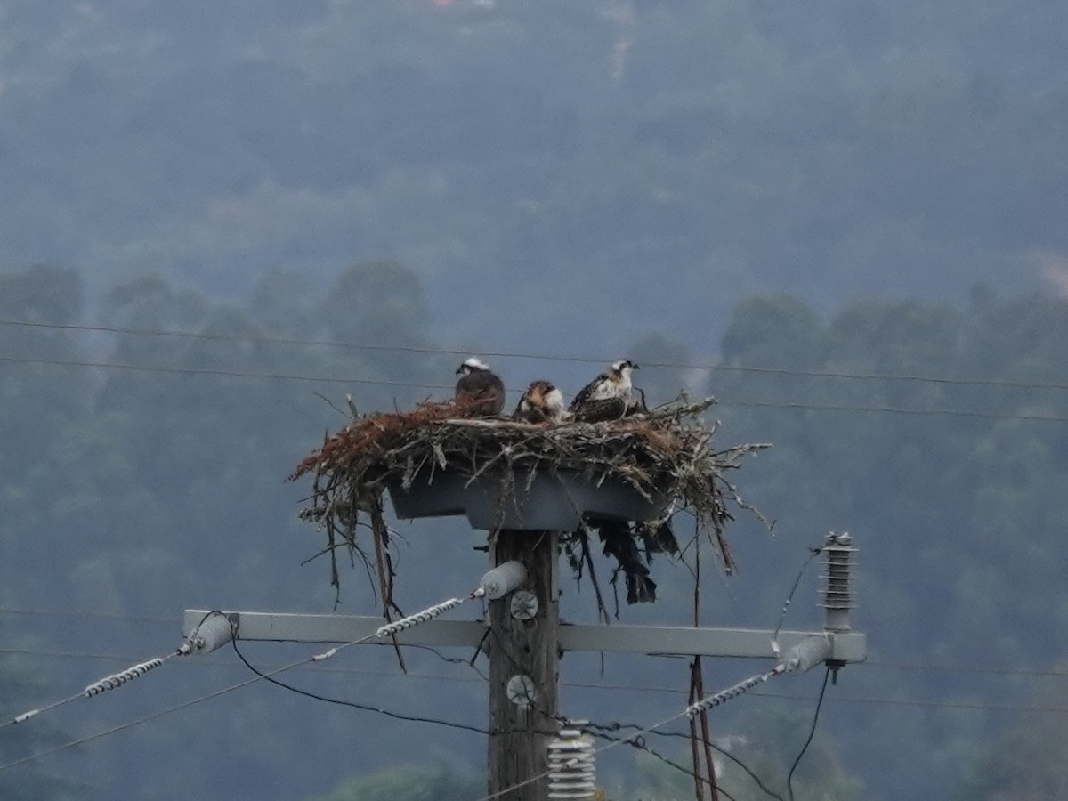 Águila Pescadora - ML620645905