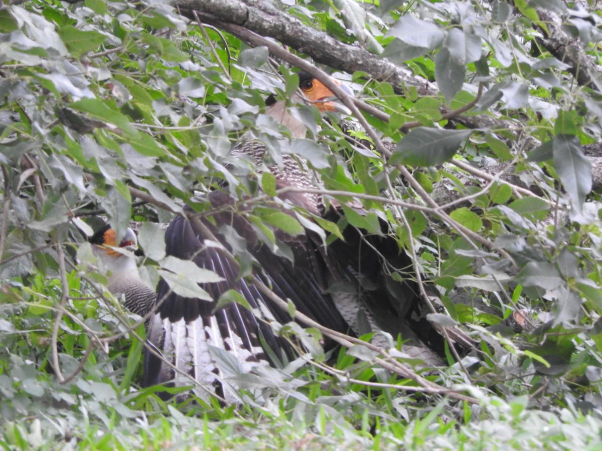 Caracara huppé - ML620645908