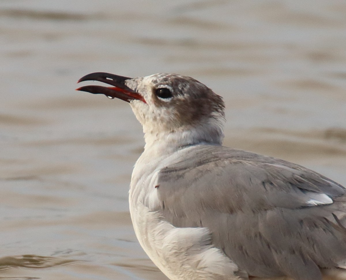 Laughing Gull - ML620645909