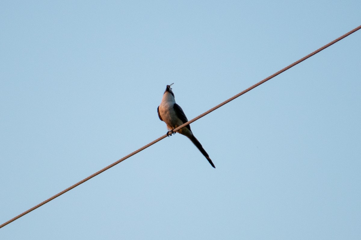 Scissor-tailed Flycatcher - ML620645911