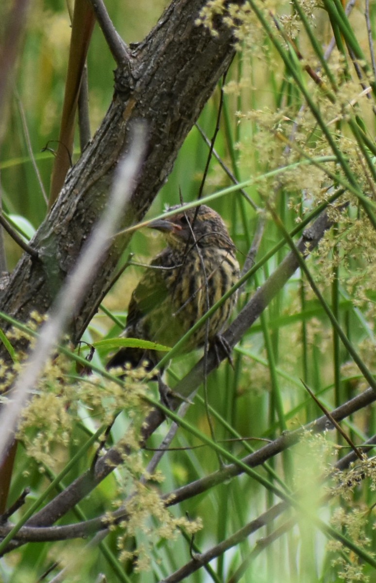 Red-winged Blackbird - ML620645912