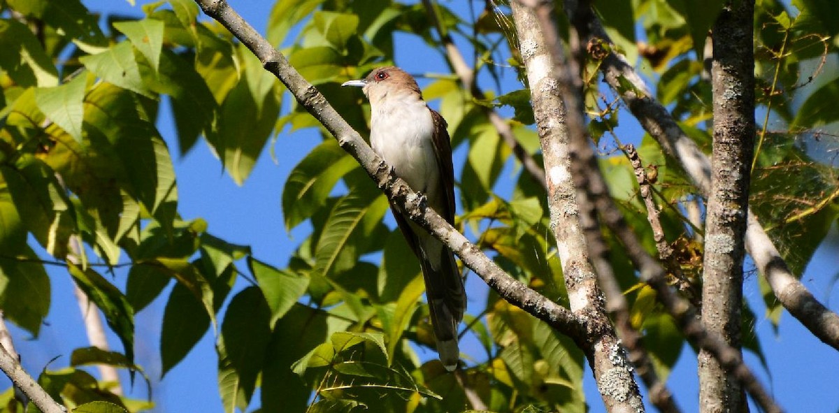 Black-billed Cuckoo - ML620645916