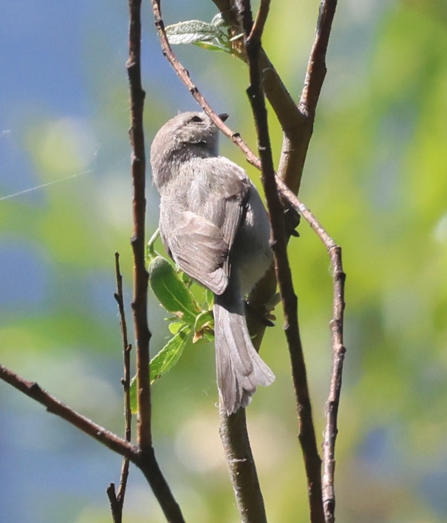 Bushtit - ML620645921