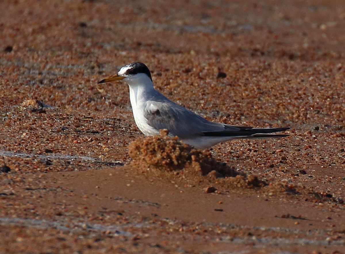 Least Tern - ML620645922