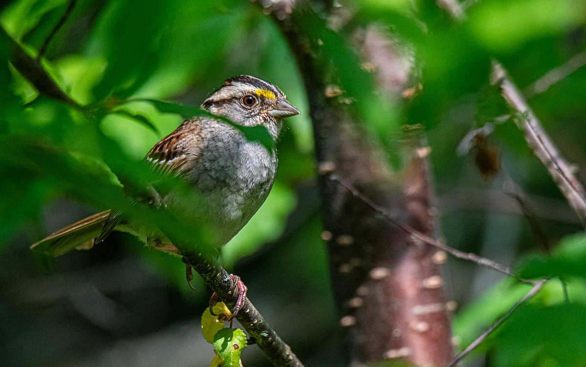 White-throated Sparrow - ML620645923