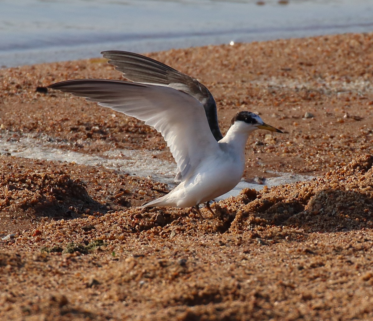 Least Tern - ML620645925