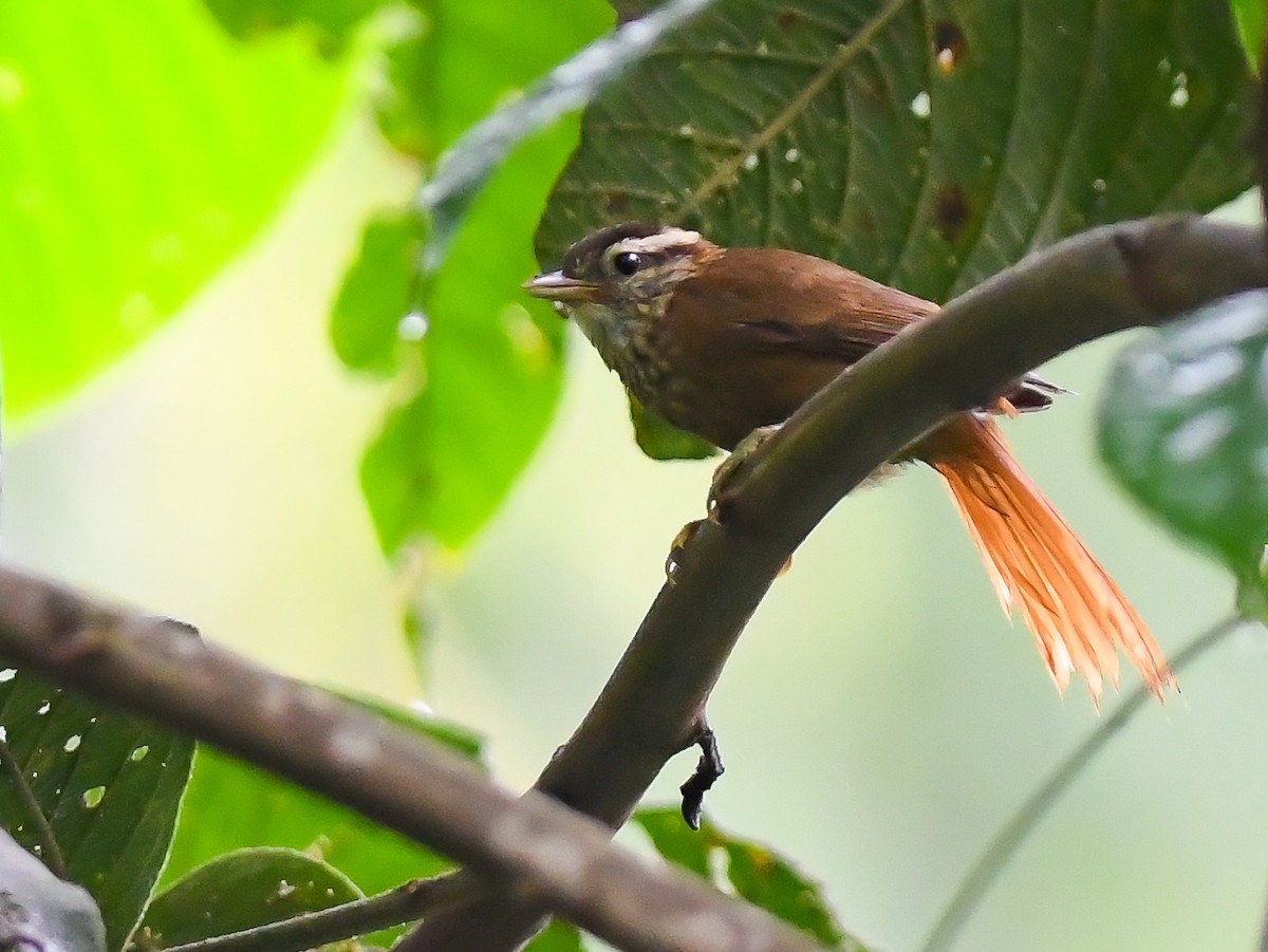 マユブトカマドドリ - ML620645929