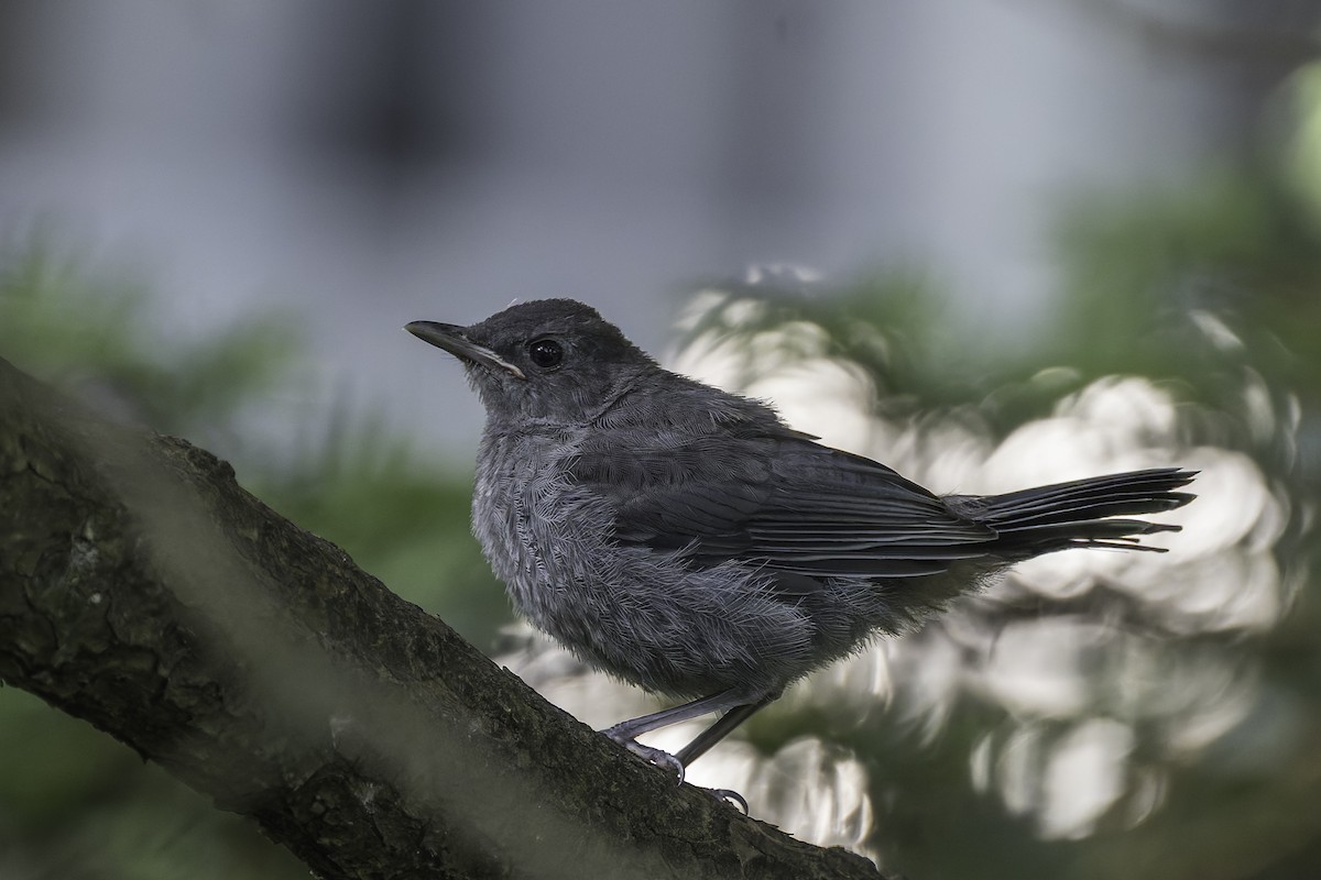 Gray Catbird - ML620645936