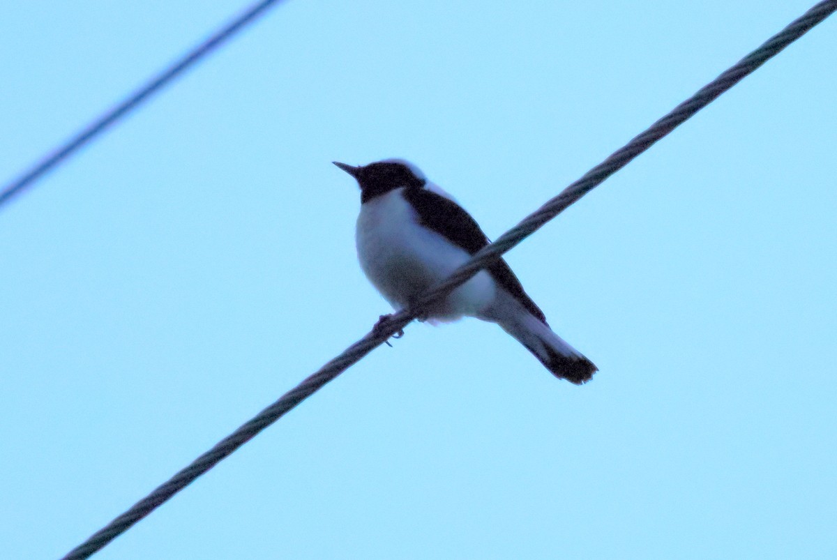 Eastern Black-eared Wheatear - ML620645939