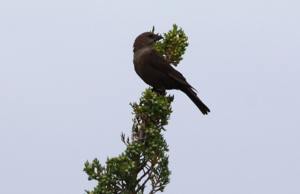 Brown-headed Cowbird - ML620645948