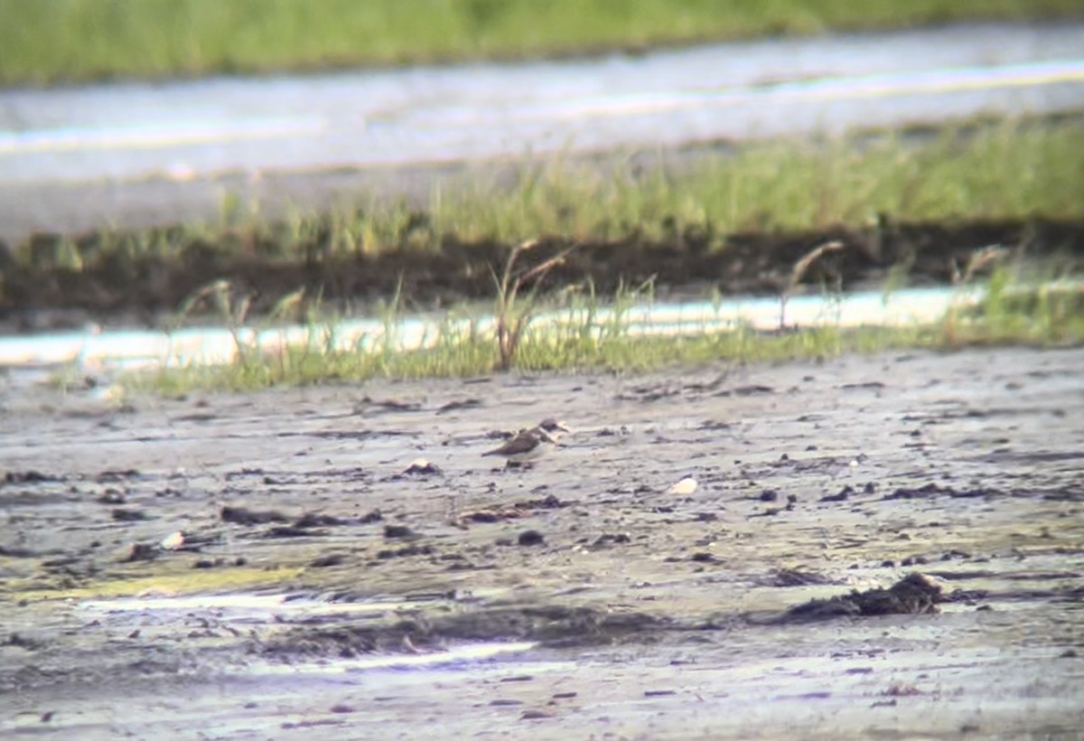 Semipalmated Plover - ML620645950