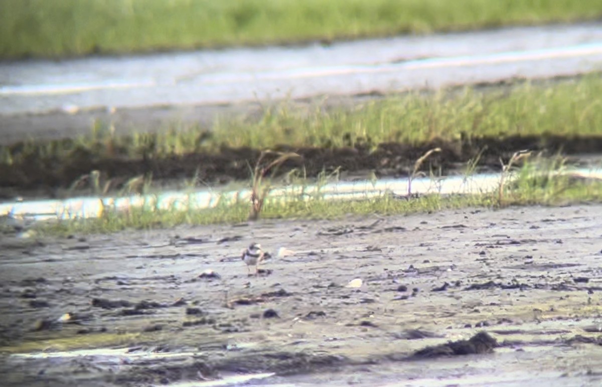 Semipalmated Plover - Tim Hardin