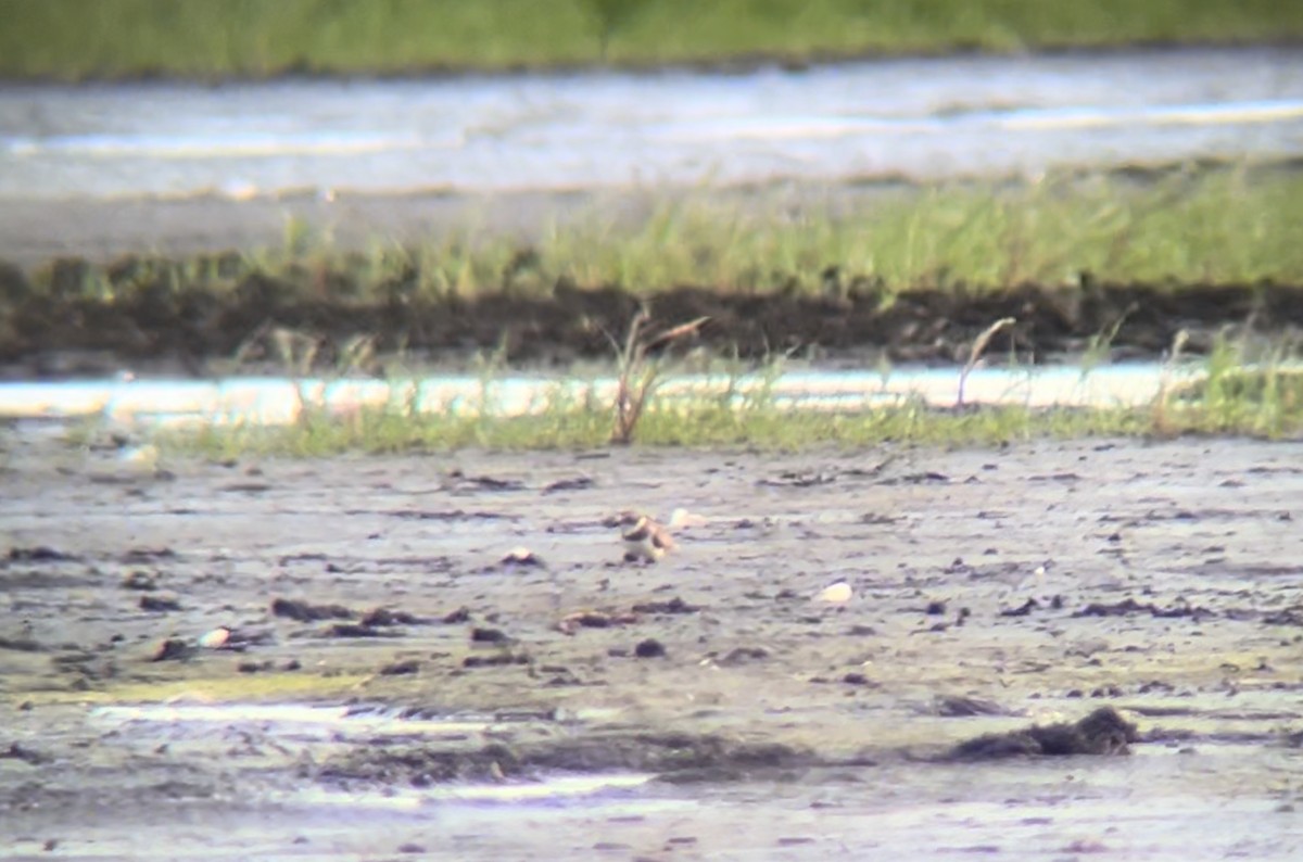 Semipalmated Plover - ML620645953