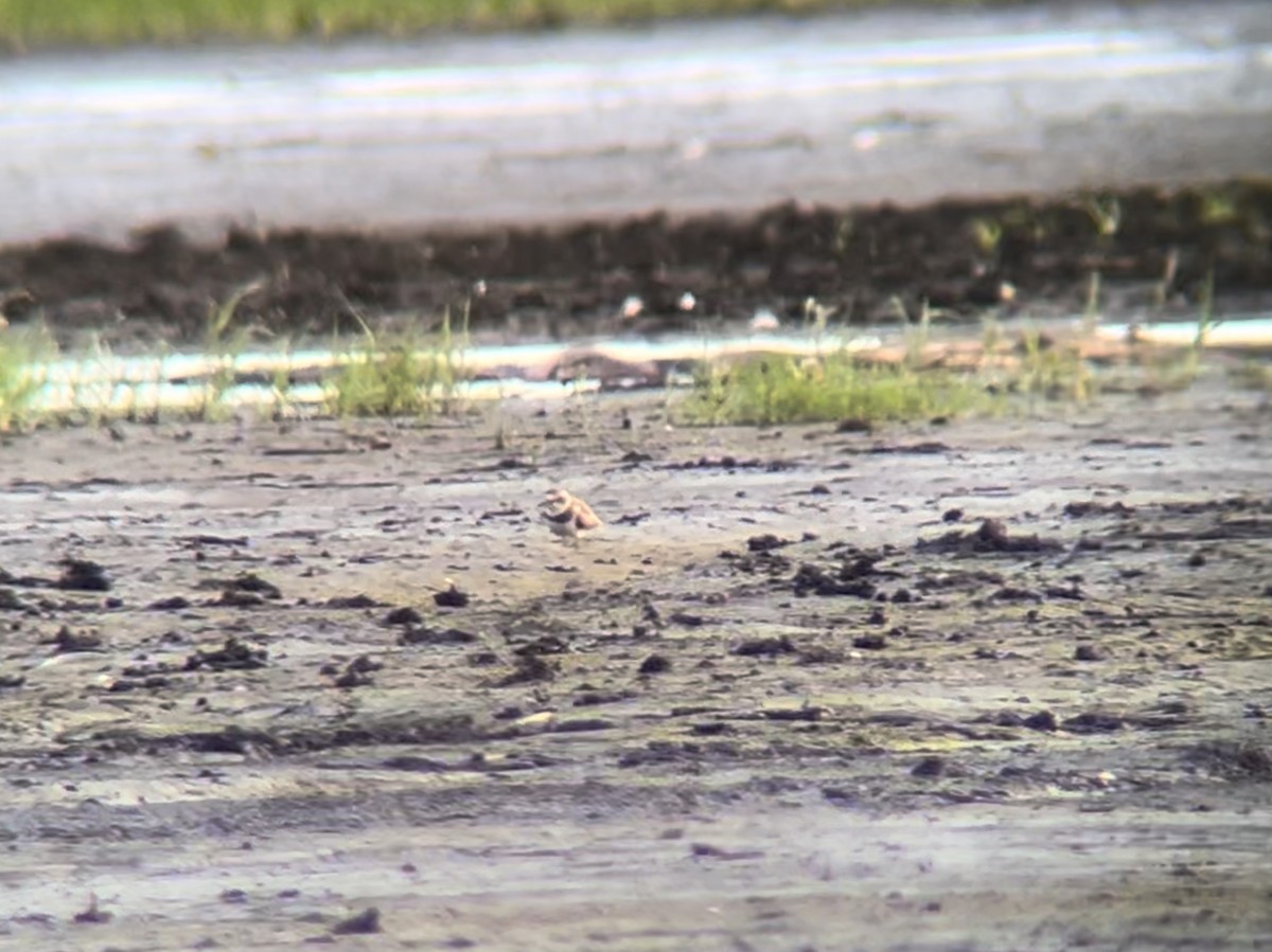 Semipalmated Plover - ML620645956