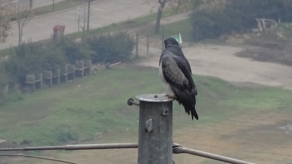 Black-chested Buzzard-Eagle - ML620645959