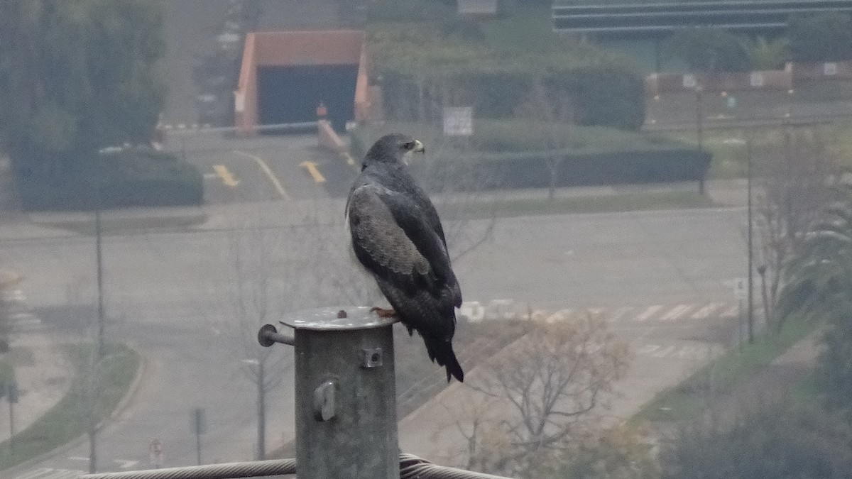 Black-chested Buzzard-Eagle - ML620645960