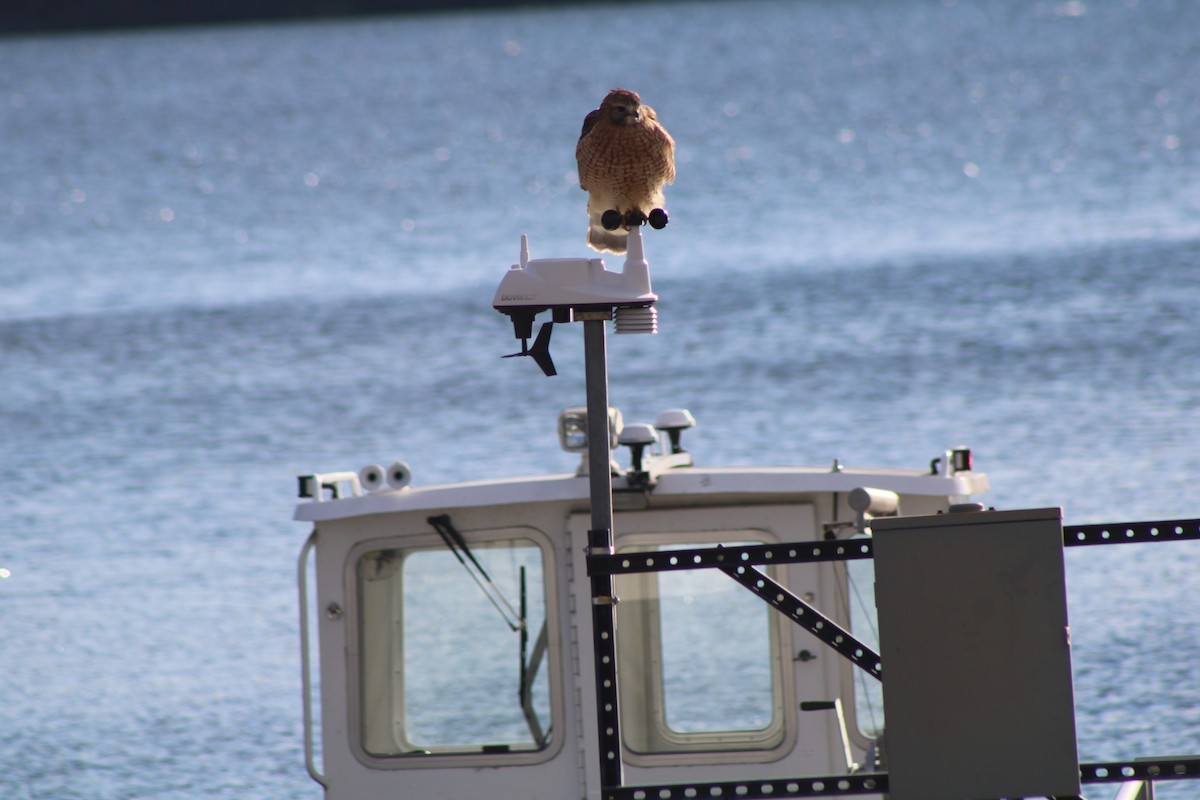 Red-shouldered Hawk - ML620645961