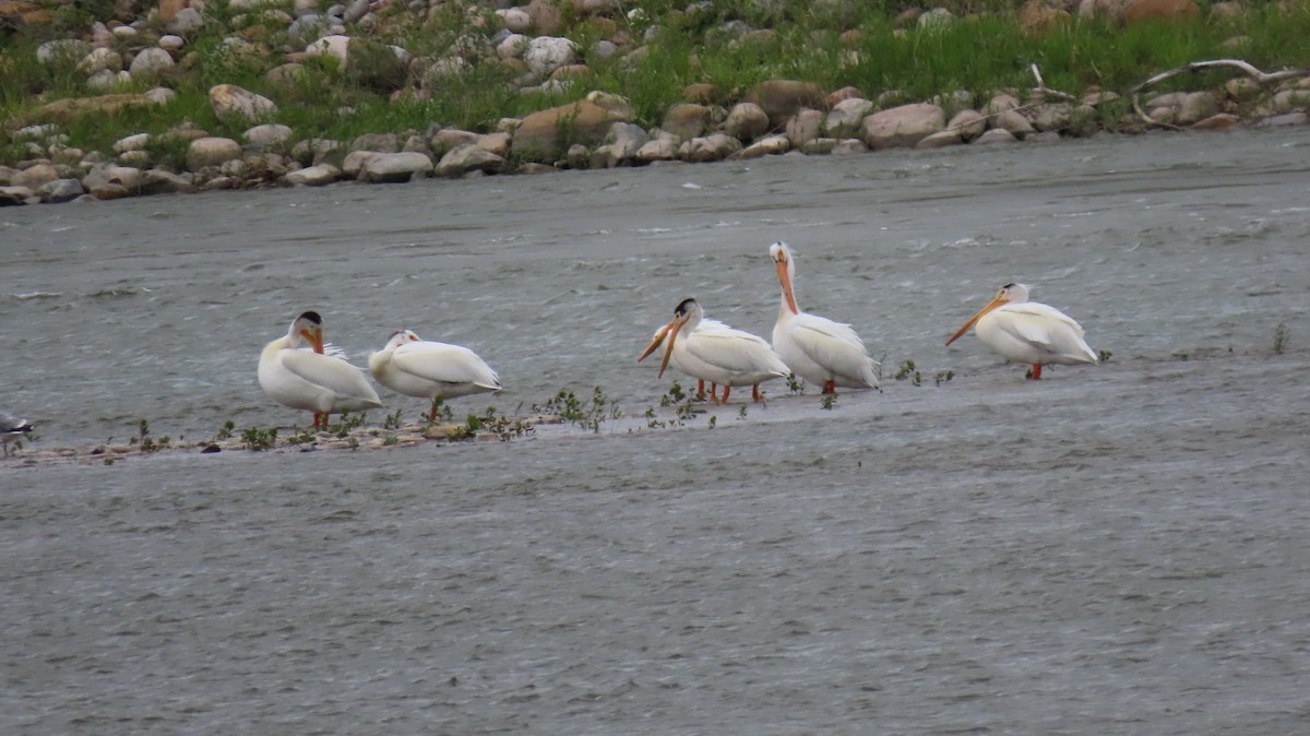 American White Pelican - ML620645963