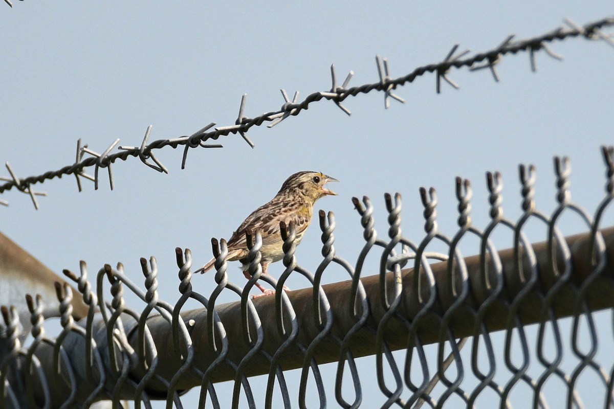 Grasshopper Sparrow - ML620645967