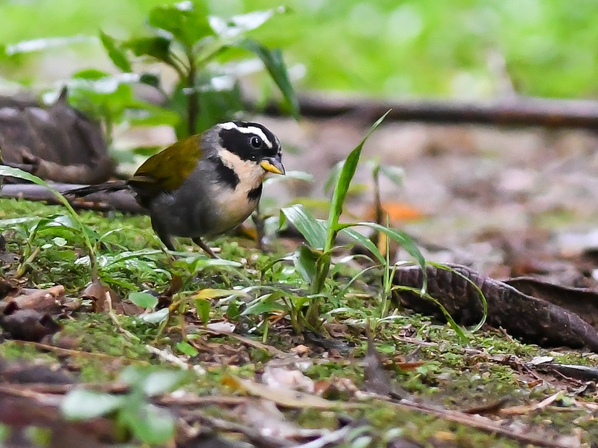 Half-collared Sparrow - ML620645970