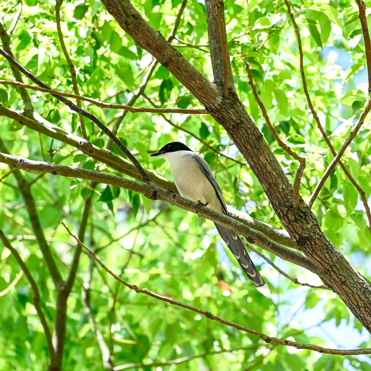 Azure-winged Magpie (Japanese) - ML620645976