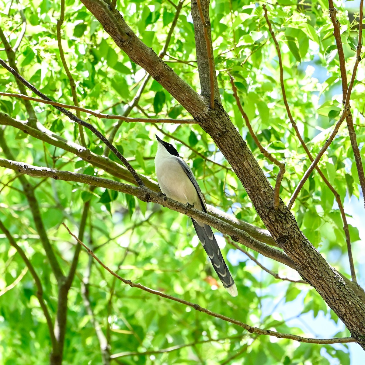 straka modrá (ssp. japonica) - ML620645977