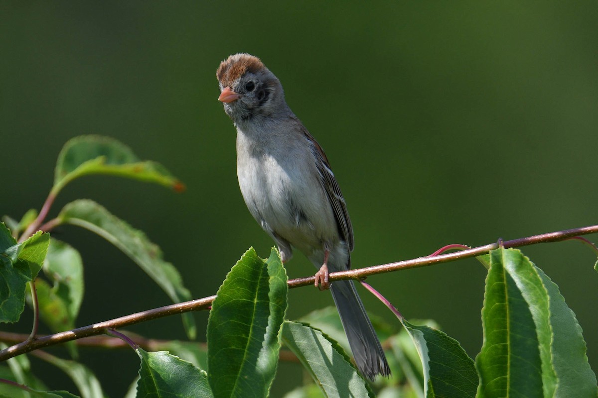 Field Sparrow - ML620645978