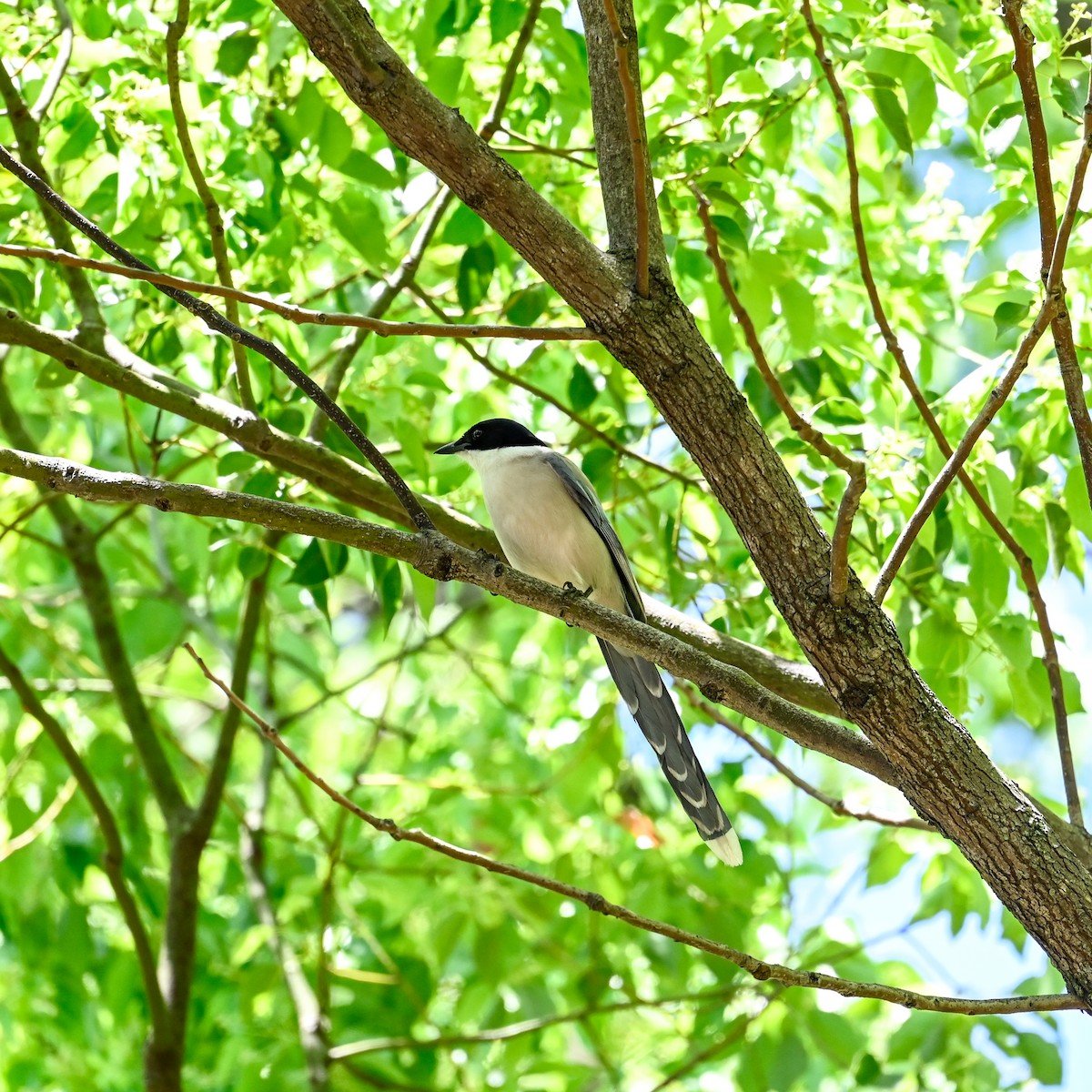 Azure-winged Magpie (Japanese) - ML620645980