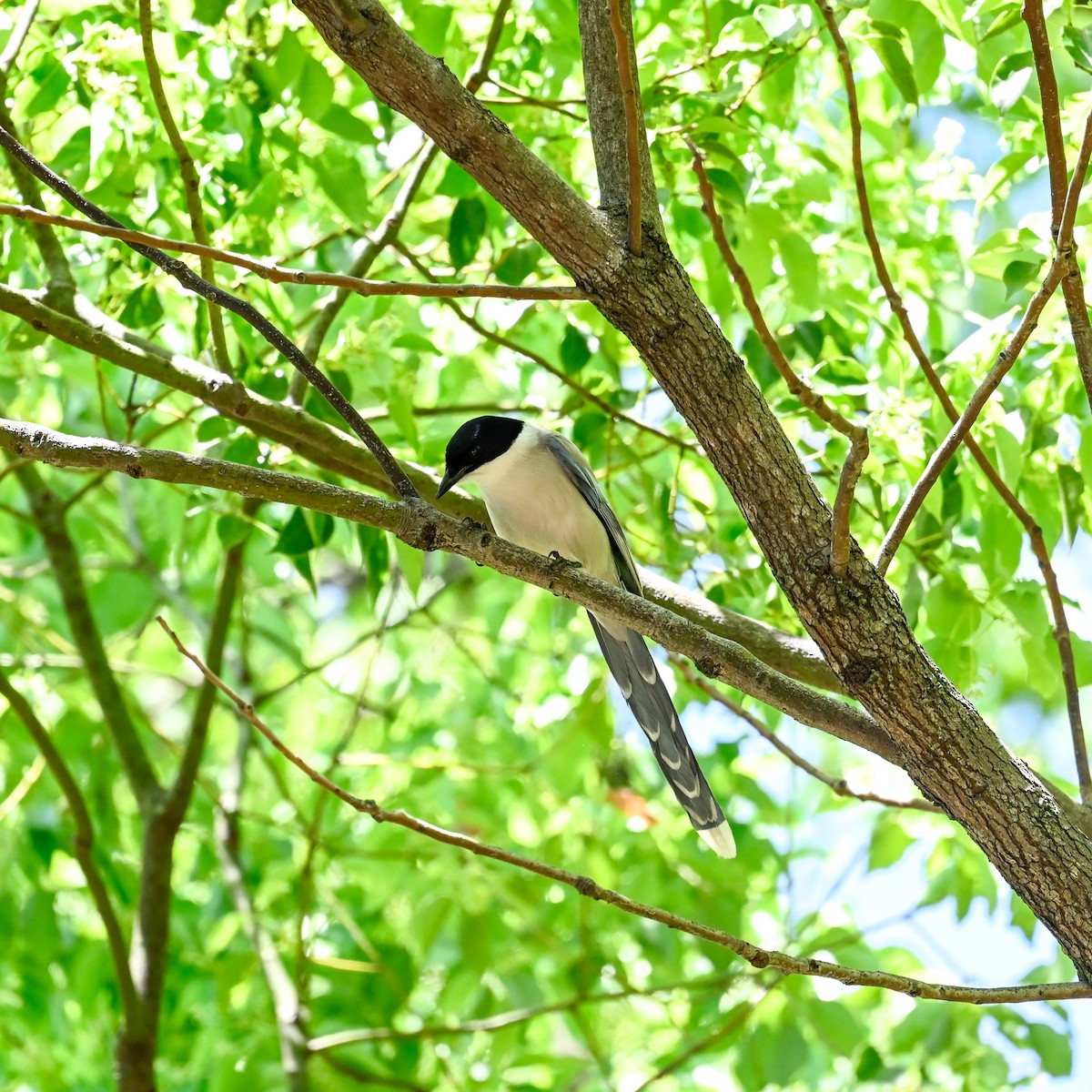 Rabilargo Asiático (japonica) - ML620645981