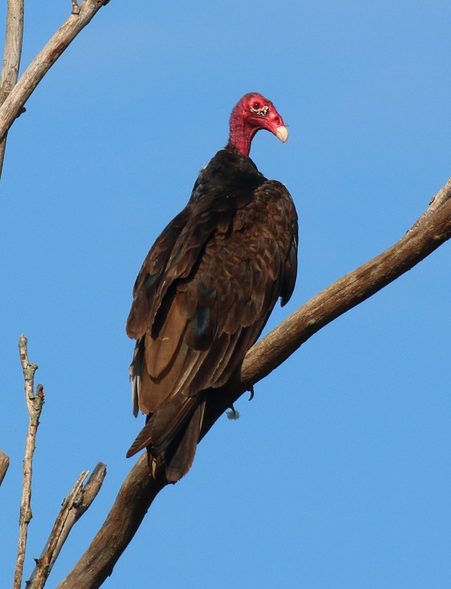 Turkey Vulture - ML620645984