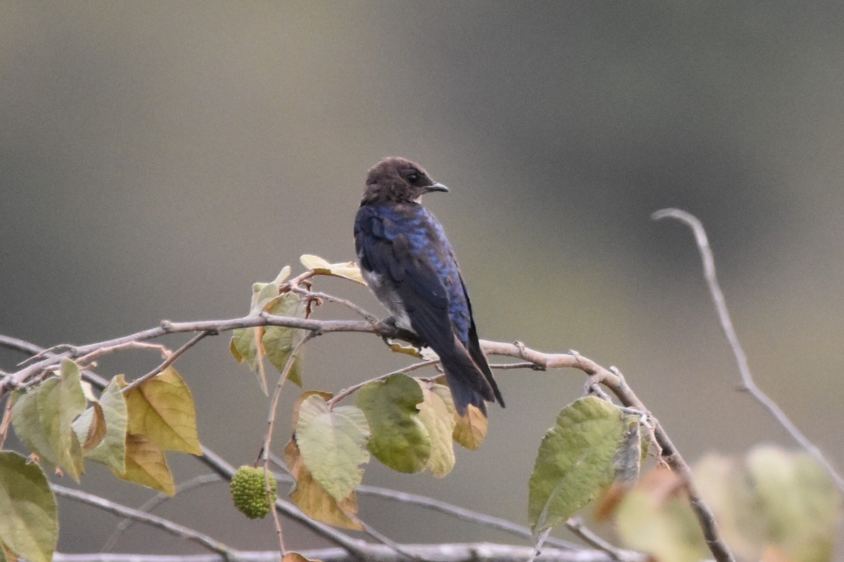 Golondrina Pechigrís - ML620645986