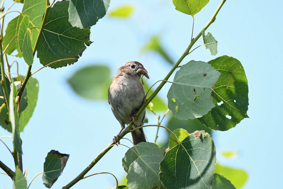 Field Sparrow - ML620645987