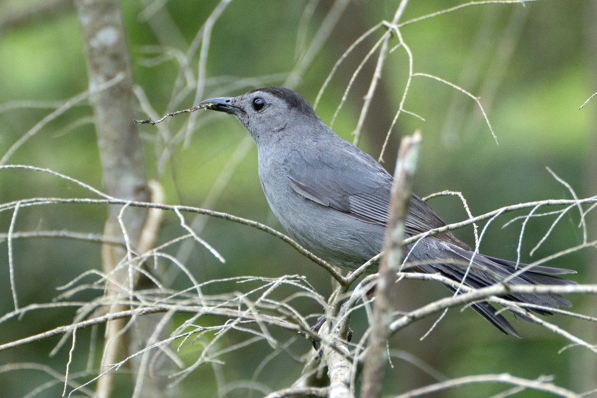 Gray Catbird - ML620645991